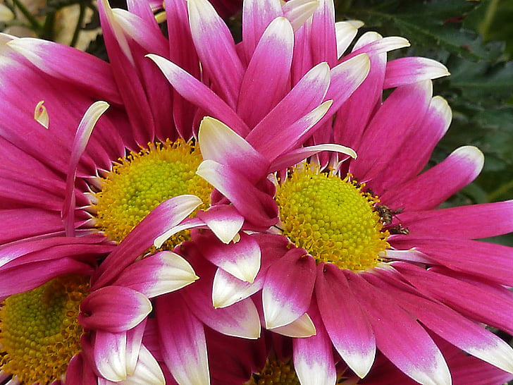 merah muda, Daisy, bunga, alam, tanaman, makro