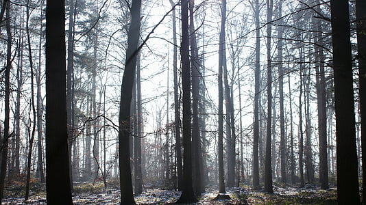 森林, 令人毛骨悚然, 雾, 树木, 光, 光束, 树干