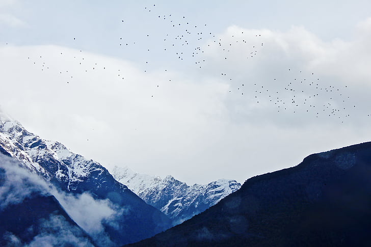 μαύρο, βουνό, που καλύπτονται, χιόνι, πουλιά, κορυφογραμμή του βουνού, κρύα θερμοκρασία