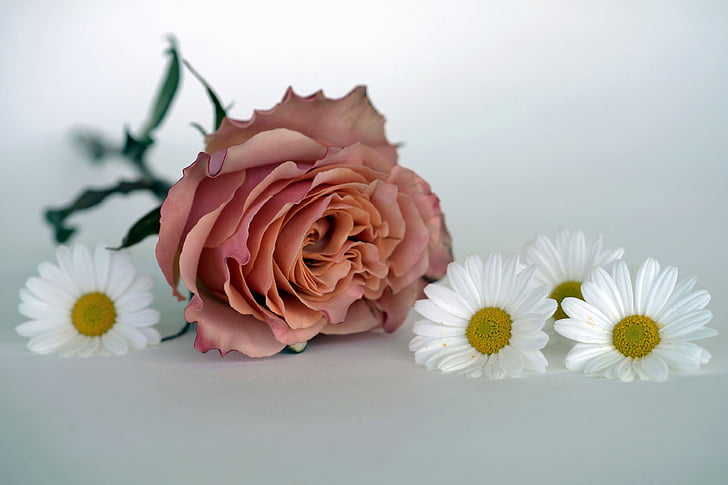rozen, zalm, Rose bloom, bloem, romantische, liefde, geur