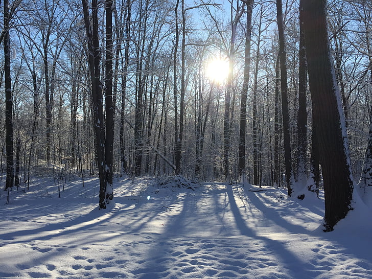winter, snow, trees