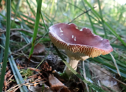 mushroom, forest, autumn, after the rain, seasons