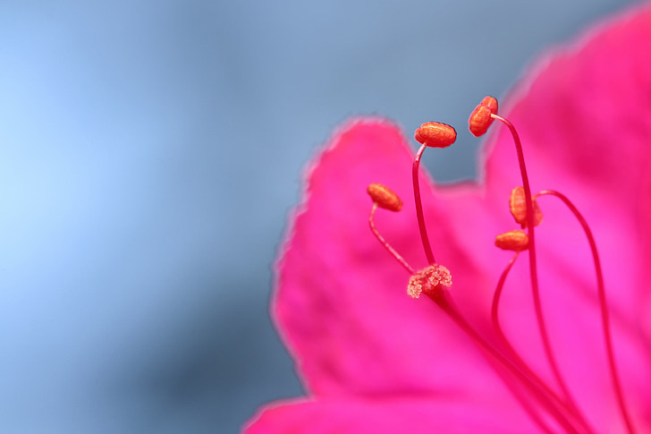 flower, close up, macro, pink, bloom, blossom, flora