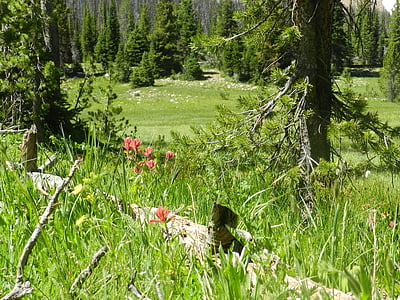 Meadow, Uinta, Utah, màu xanh lá cây, mùa hè, rừng, Ngày