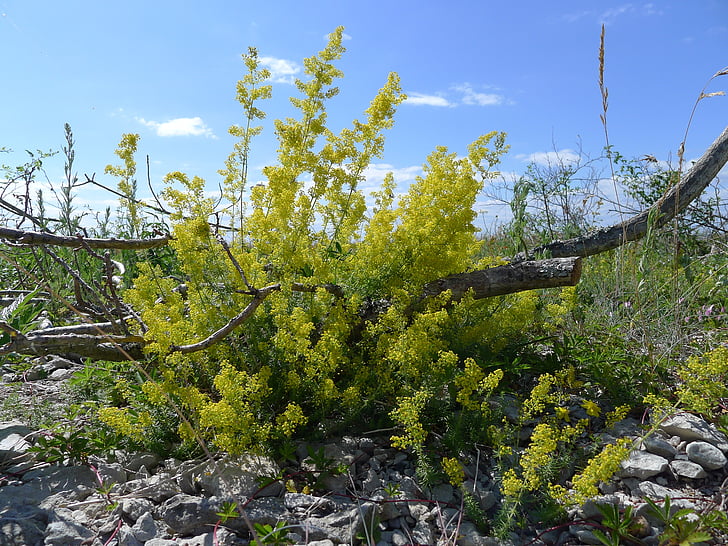 lady's bedstraw, branch, pebble beach, oland, nature, tree, outdoors