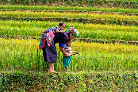 de moeder, kinderen, rijstvelden, twee kinderen, groen, geel, de moeder en twee kinderen