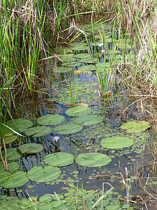 Виктория regia, растителна, растителност, Vitória régia, водни растения