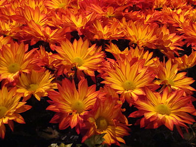 Orange, blommor, närbild, färgglada, gul, blomma, kronblad