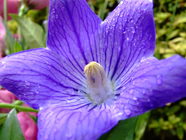 květ, Platykodon velkokvětý grandiflorus, fialová, Ballon květ