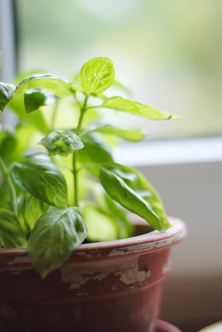basil, healthy, nature, plant, kitchen, green, cooking
