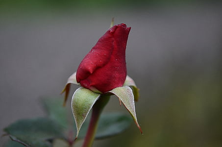 rosa vermella, Roses, fulla, natura, jardí, macro, detall