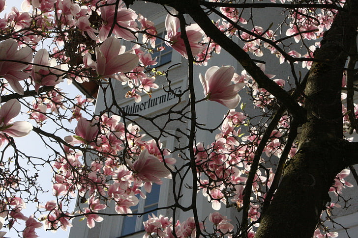 Magnolia, våren, Blossom, Bloom, Bush, Rosa, Anläggningen