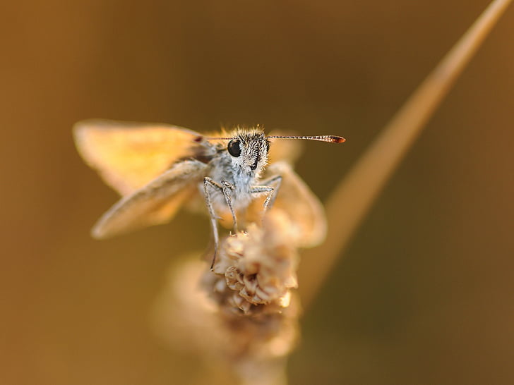 butterfly, insect, macro