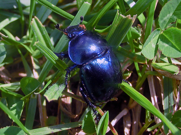 自然, 甲虫, scarabeus, hovnivál, 蓝色