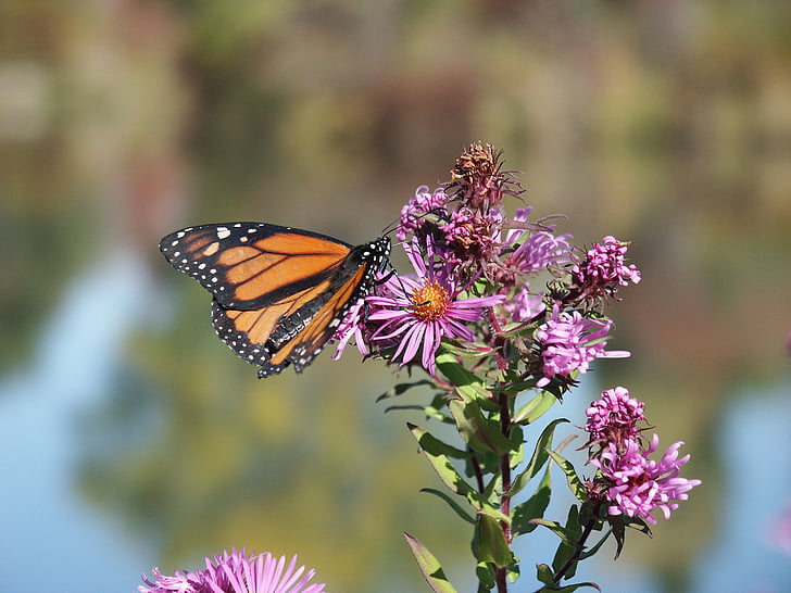 ogród, Monarcha, Motyl, migracji, Monarch butterfly, owad, Natura
