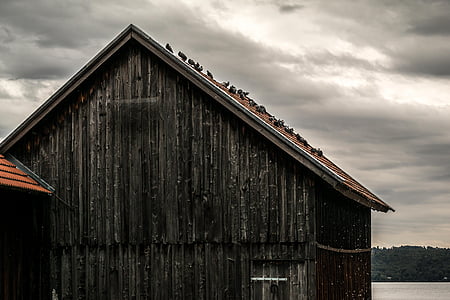 pigeons, scale, wood shed, wood, wooden slats, ammersee, sailing school