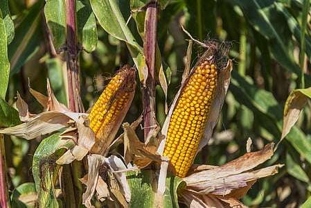 Кукуруза, поле, Сельское хозяйство, злаки, початки, Фермер, витамины