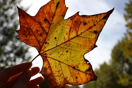 лист, желтый, Осень, цвета, Осенние листья, красный, Цвет