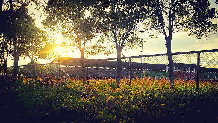 campus, sunset, playground, nature, tree, growth, beauty in nature