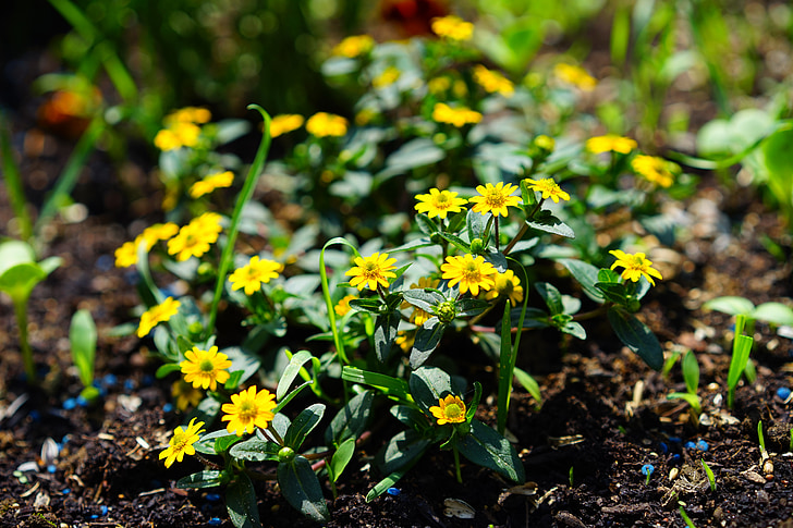 husaari painiketta, kukat, keltainen, sanvitalia procumbens, pieni, eri, miniatyyri auringonkukka