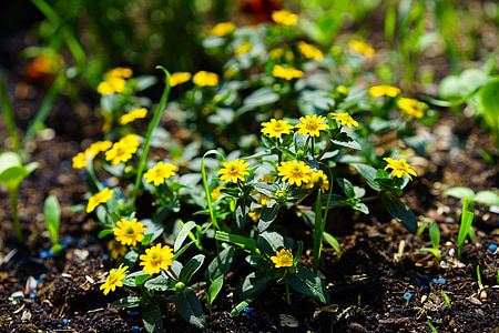 botão de hussardos, flores, amarelo, Sanvitalia procumbens, pequeno, variedade, girassol em miniatura