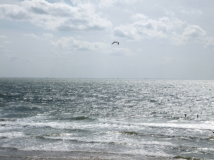 чайки, вода, крайбрежие, Северно море, плаж, небе, облаците