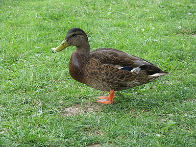 duck, animal, beautiful, bird, mallard Duck, nature, lake