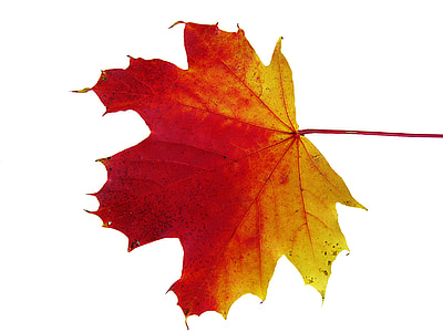 Arce, hojas, surgen, otoño, decoración, decoración de otoño