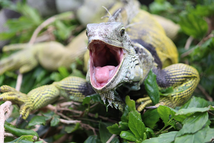 iguana, foot, dangerous, tooth, animal, lizard, nature