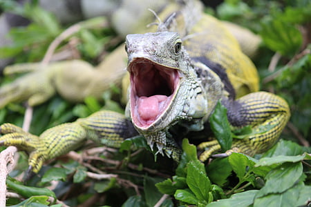 Iguana verda, peu, perillós, dent, animal, llangardaix, natura