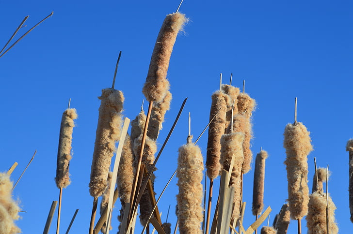 cattails, blue sky, reeds, nature, prairie, plant, wetland