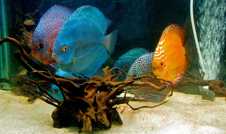Diskusfische, Fisch, Aquarium, Fish Tank, Wasser, Unterwasser, Meer