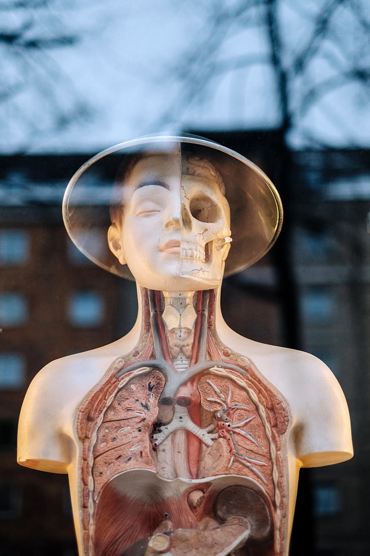 humana, Anatomia, modelo, parte superior do corpo, estrutura, médica, órgão