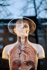 manusia, anatomi, model, tubuh bagian atas, struktur, medis, organ