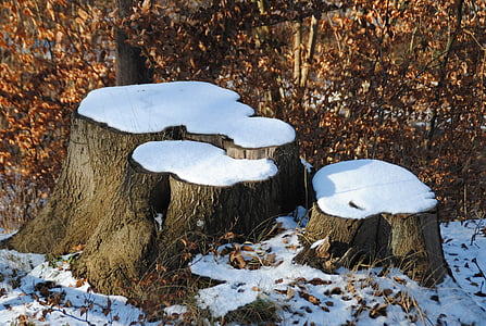 gốc cây, tuyết, mùa đông