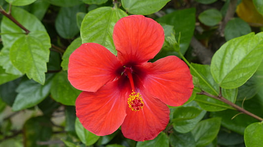 hibiscus rouge, fleurs, caractère, plante, Almeria