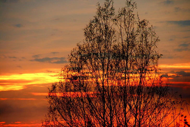 ηλιοβασίλεμα, δέντρο, σύννεφο, κόκκινο, σκιά