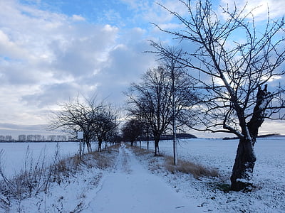 Zima, snijeg, plavo nebo, hladno, ledena, priroda, drvo