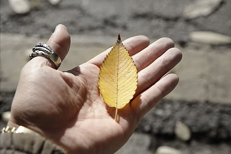 Республика Корея, Сеул, листья, рука, лист, желтый, Осень