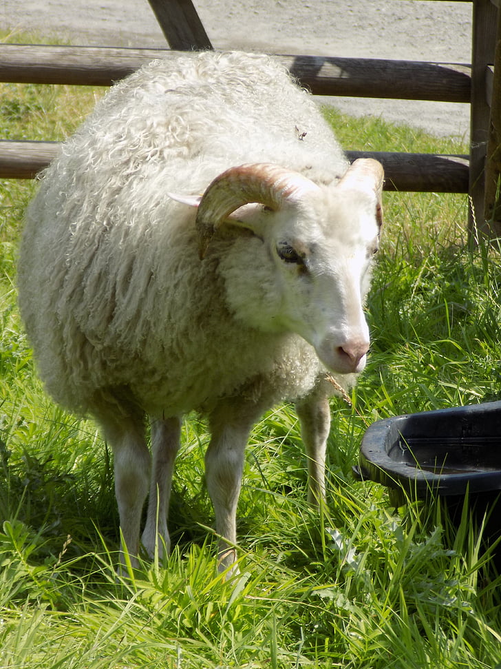 heidschnucke, Nordic krátky chvost ovce, ovce, pasienky