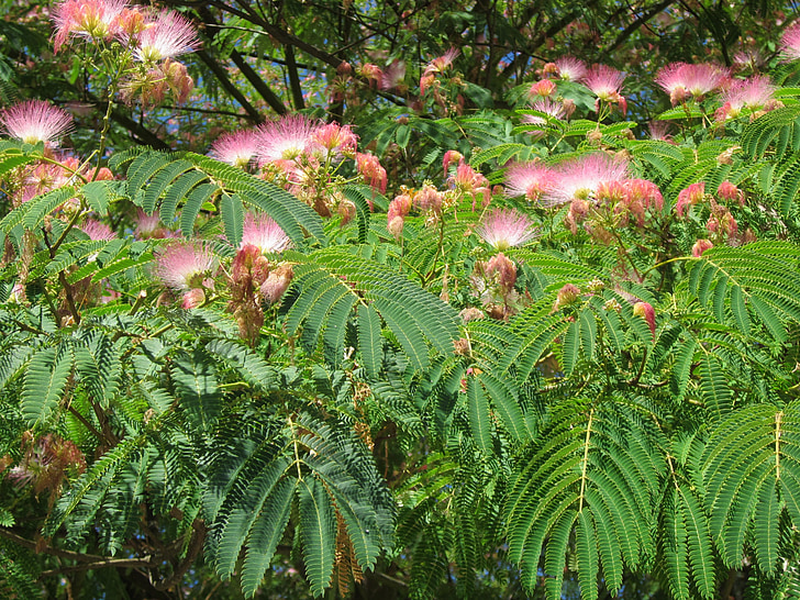 Albizia julibrissin, persiešu silk tree, rozā zīda koku, koks, Silk tree, ziedi, ziedēšanas