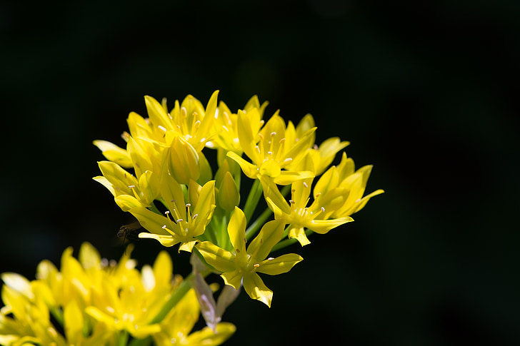 poireau or, moly Allium, Amaryllidaceae, fleur, Blossom, Bloom, jaune