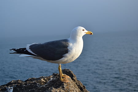 Portugal, Seagull, uit rots, rotsen, zee, landschappen, Atlantische Oceaan
