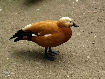 rust goose, goose, bird, poultry
