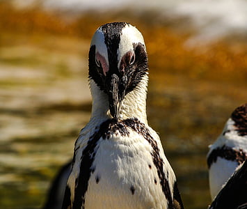 pingouin, oiseau, pingouin africain, Spheniscus demerus, faune, sauvage, incapables de voler
