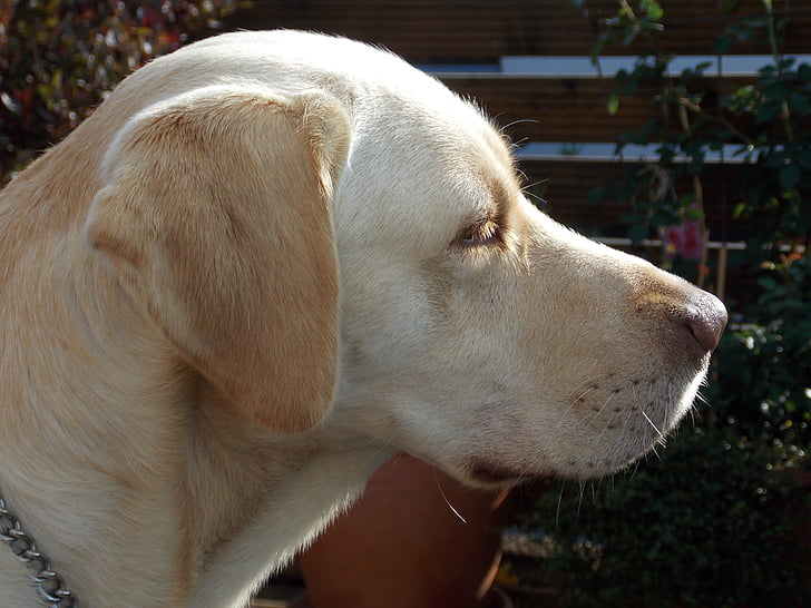 Labrador, gos, responsable de gos, responsable, musell, peu, animal de companyia