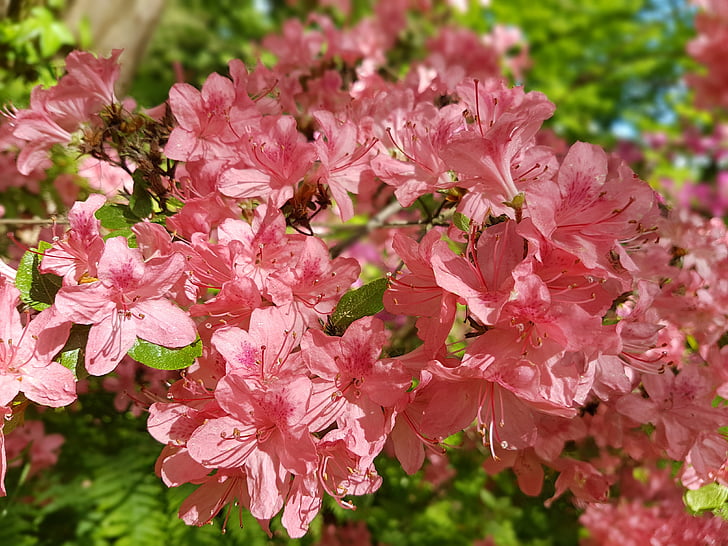 blommor, Azalea, Rhododendron, våren