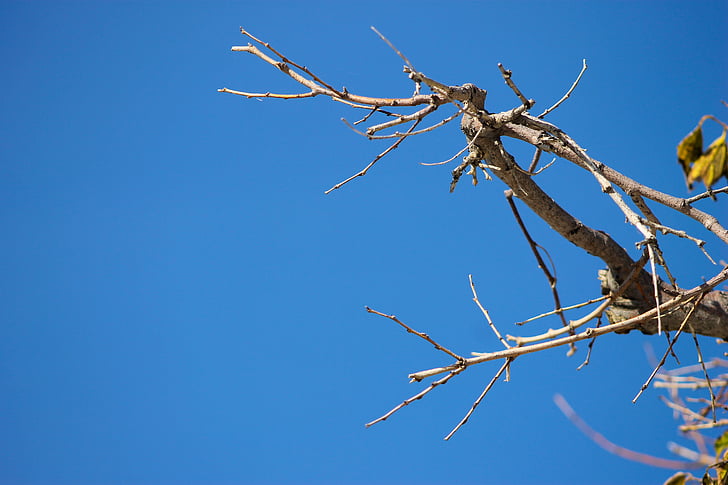 branch, autumn, sky, crooked, gnarled, branches, kahl
