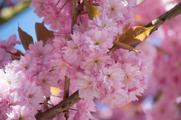 Japonský kvitnúce čerešňa, čerešňa pílkatá, ruže skleníkových, kvet, kvet, jar, kvety