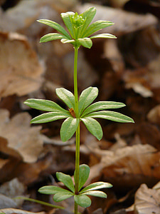 Woodruff, Leaf, kātiņa, zaļa, galium odoratum, meža augu, galium